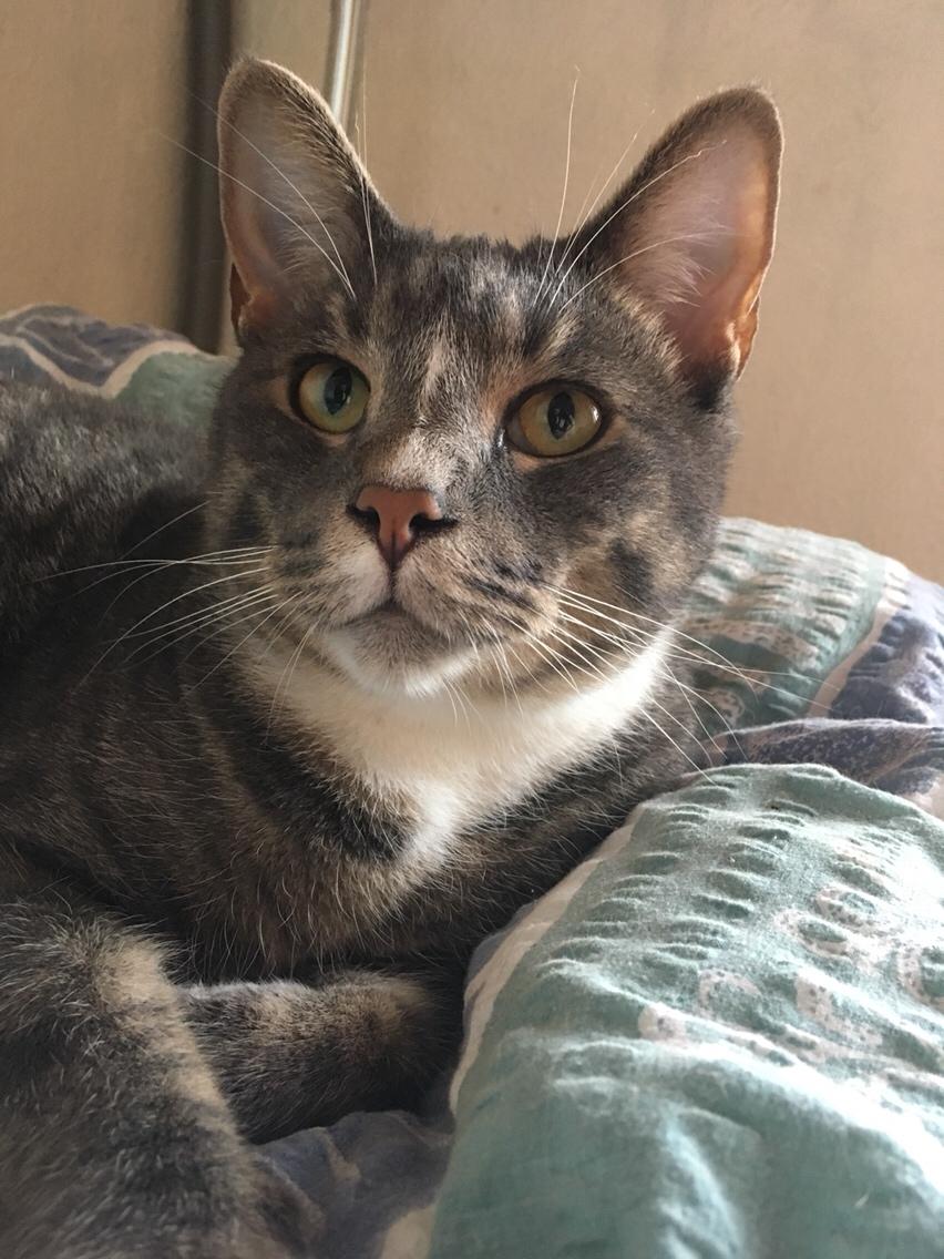 Huskat Etneb billede 1