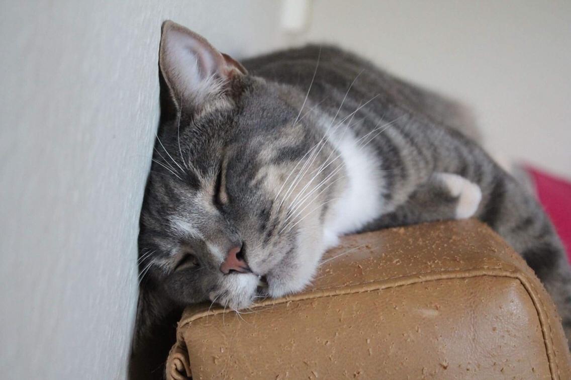 Huskat Etneb billede 2