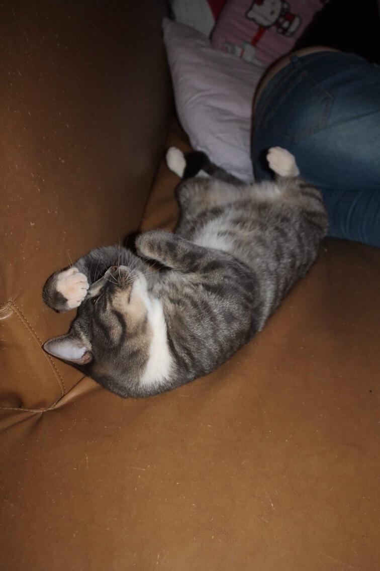 Huskat Etneb billede 3