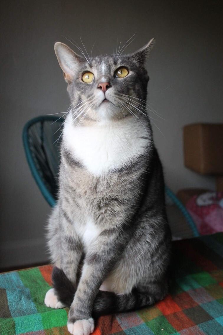 Huskat Etneb billede 4