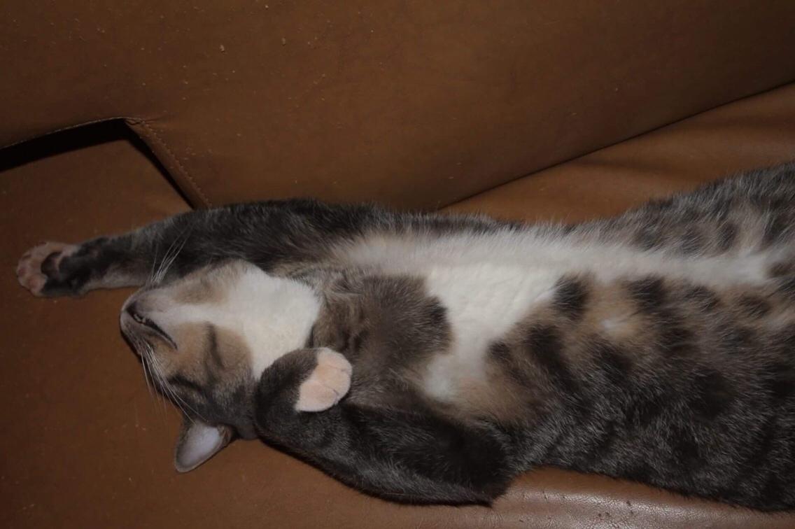 Huskat Etneb billede 5