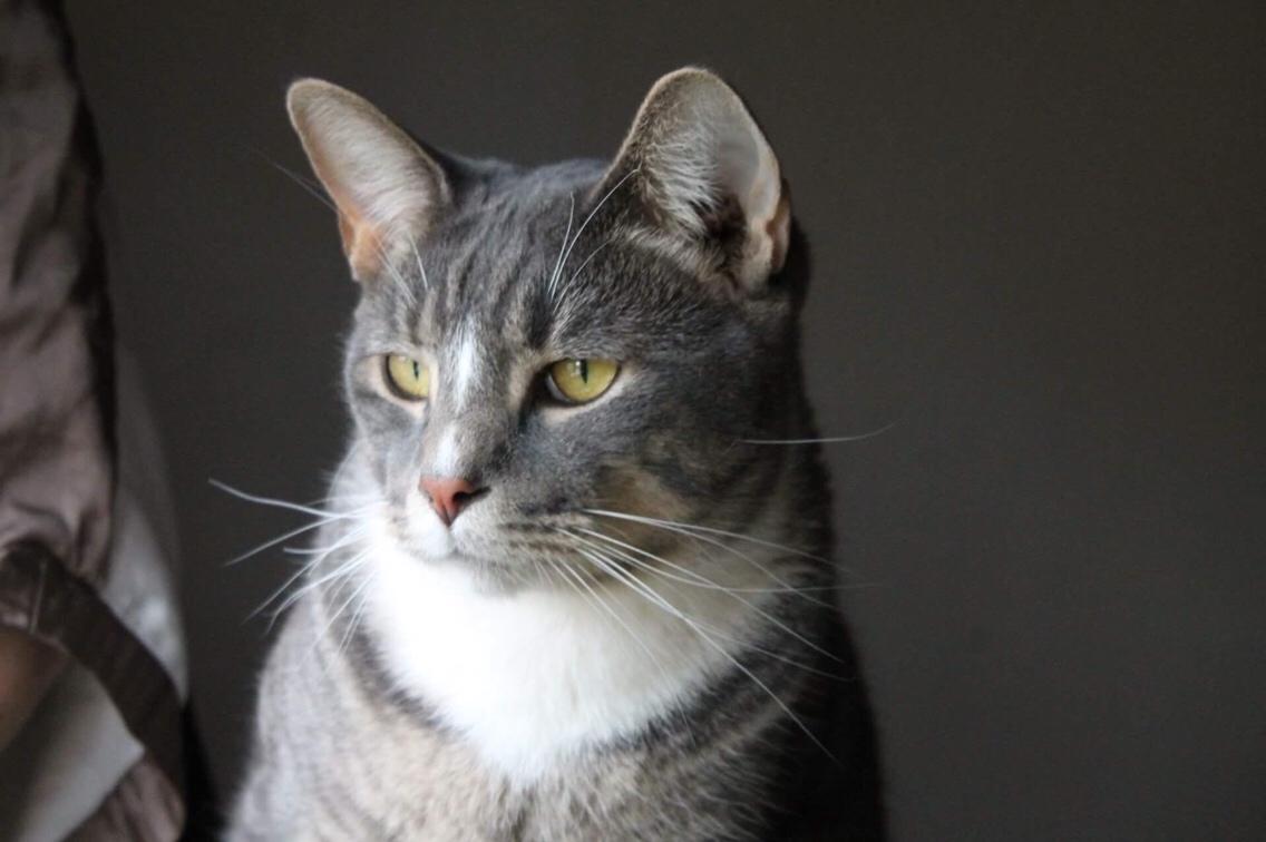 Huskat Etneb billede 6