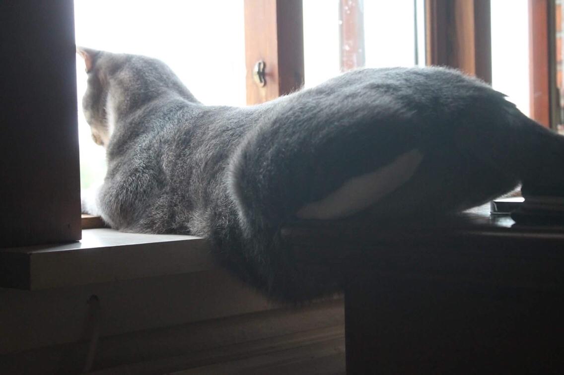 Huskat Etneb billede 8