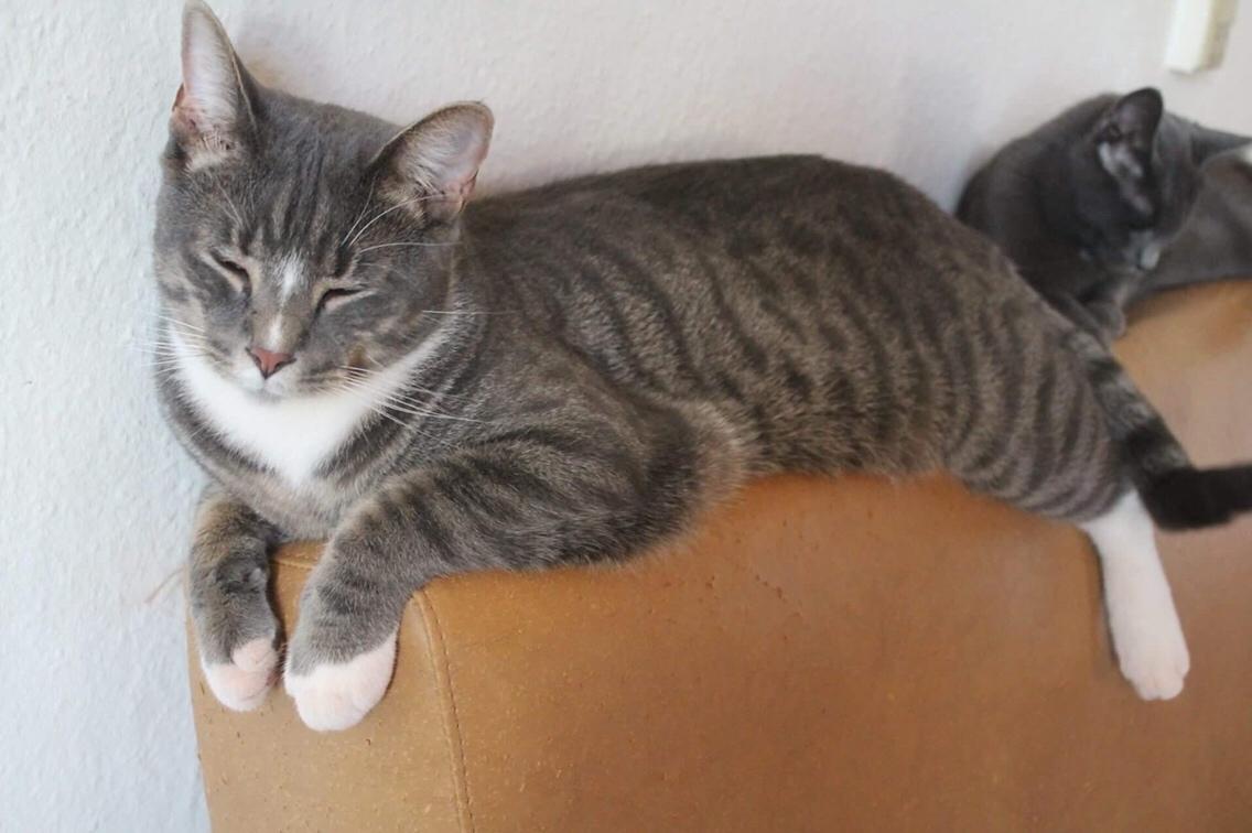 Huskat Etneb billede 7