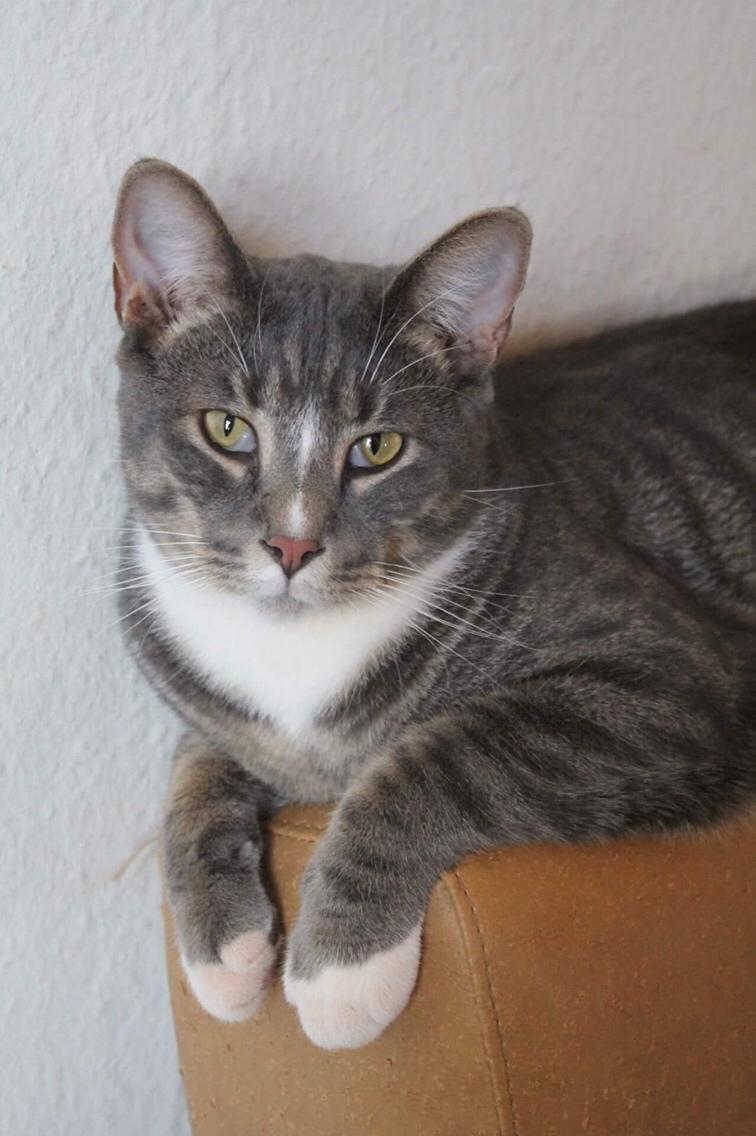 Huskat Etneb billede 9