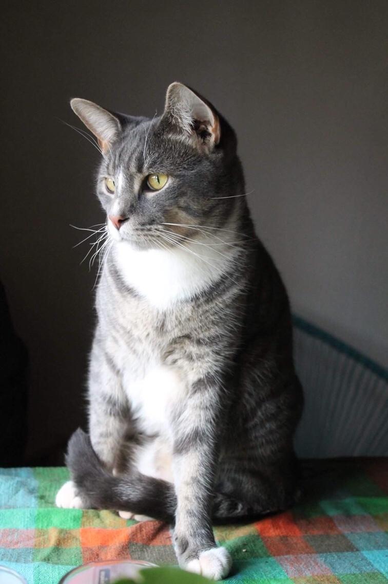 Huskat Etneb billede 11