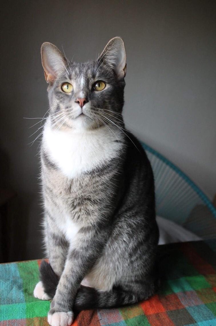 Huskat Etneb billede 10