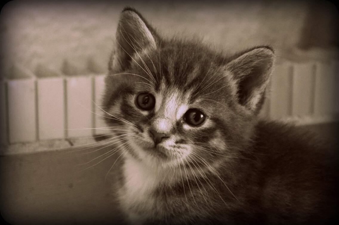 Huskat Etneb billede 12