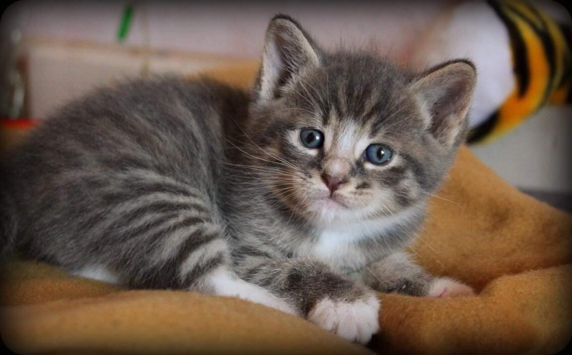 Huskat Etneb billede 13