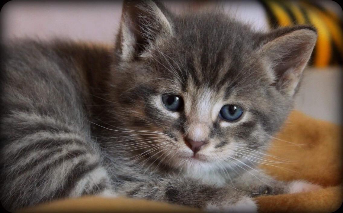 Huskat Etneb billede 14