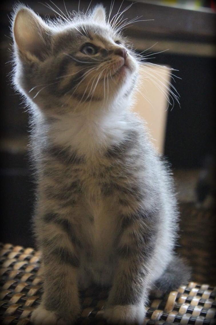 Huskat Etneb billede 16