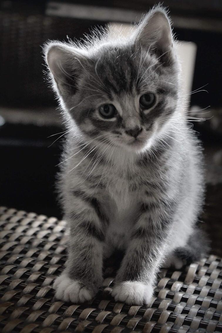 Huskat Etneb billede 15