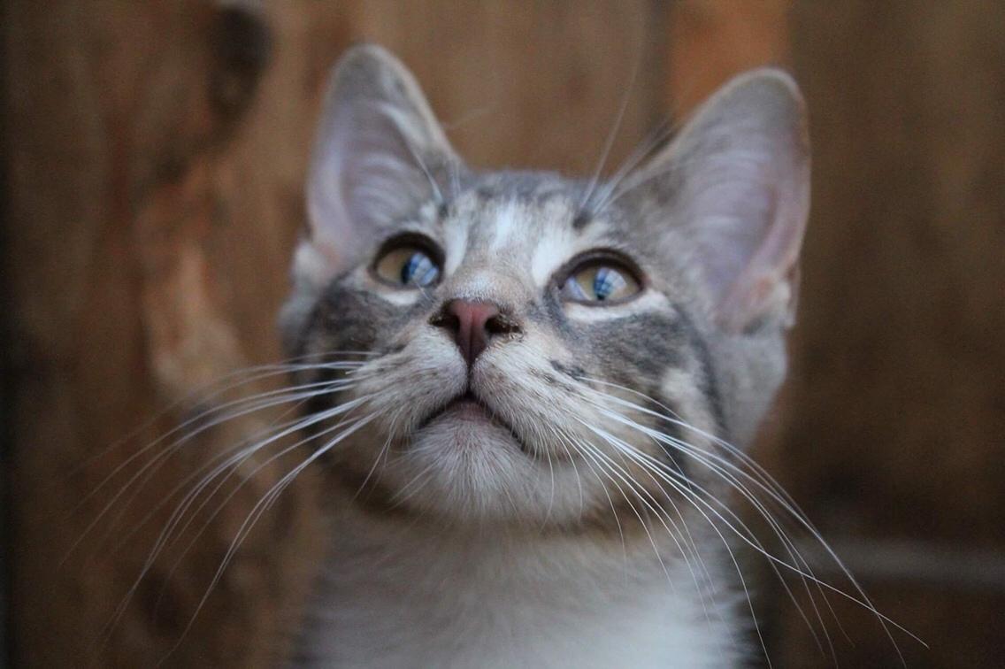 Huskat Etneb billede 17