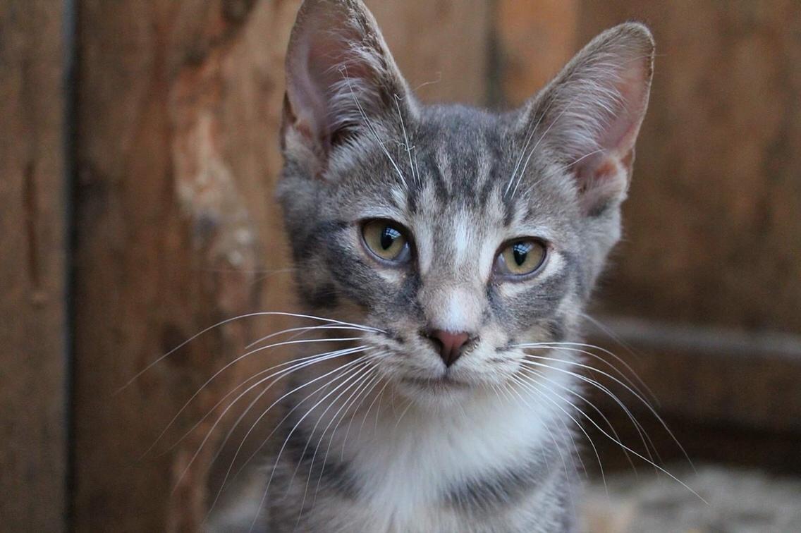 Huskat Etneb billede 18