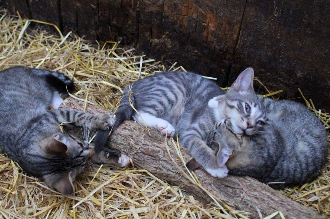 Huskat Etneb billede 19