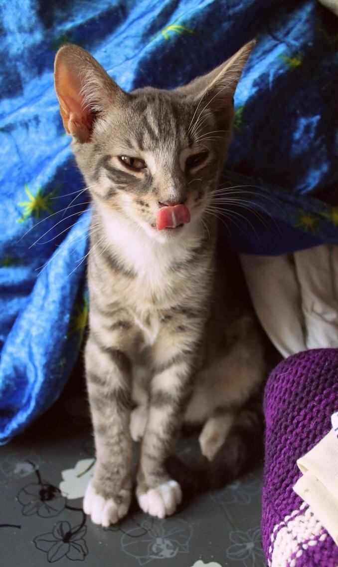 Huskat Etneb billede 21