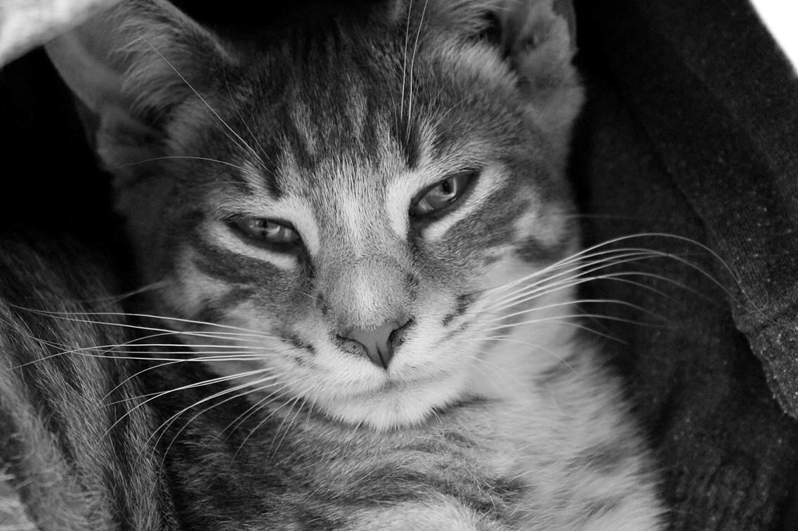 Huskat Etneb billede 20