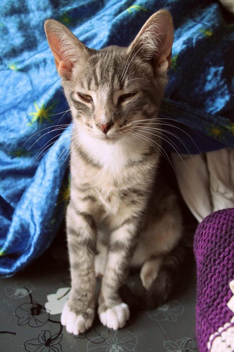 Huskat Etneb billede 22