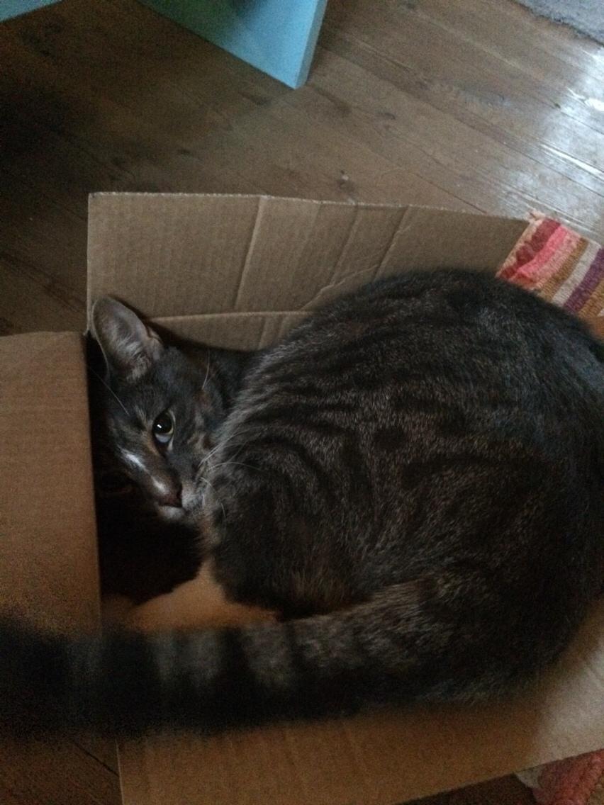 Huskat Etneb billede 24