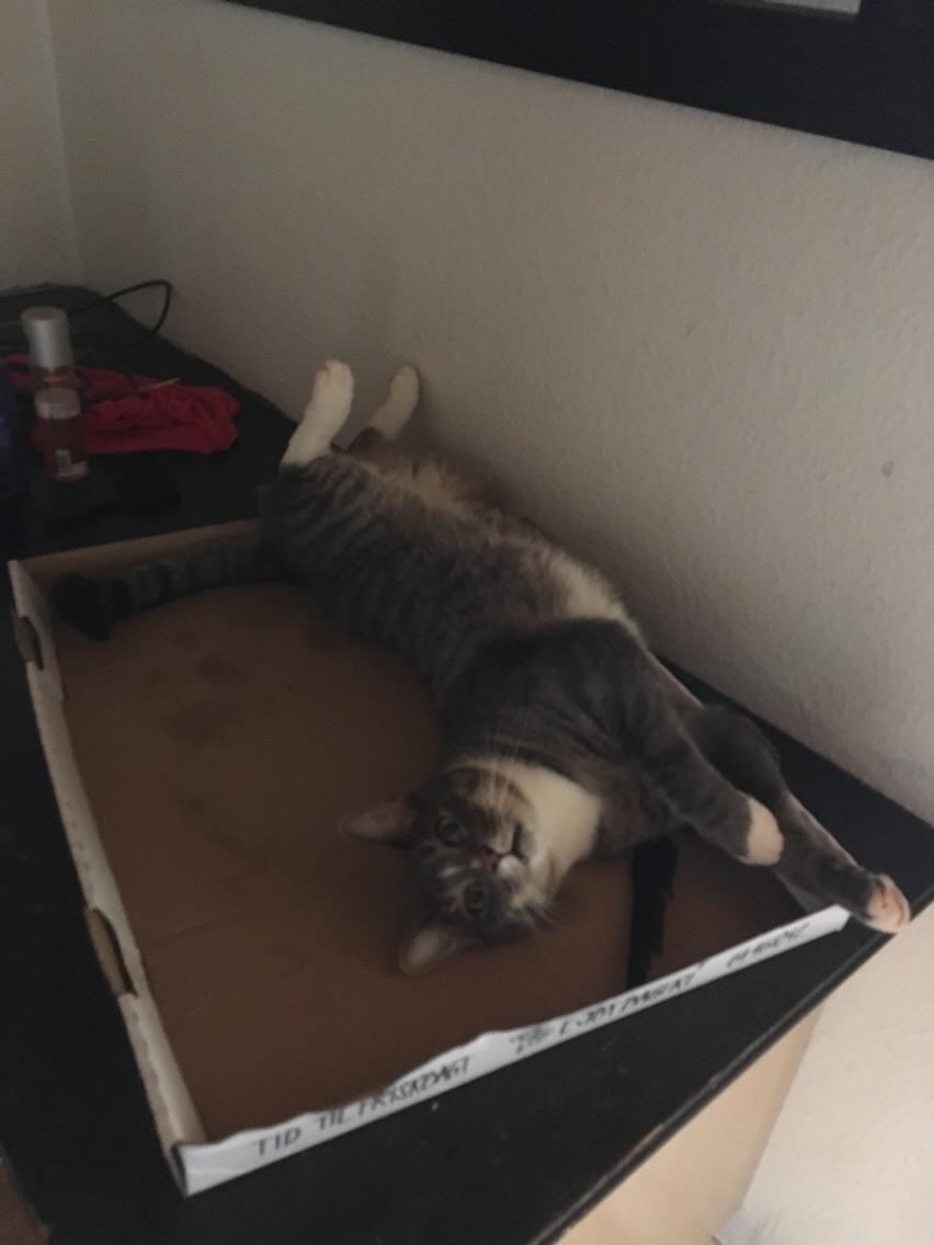 Huskat Etneb billede 25