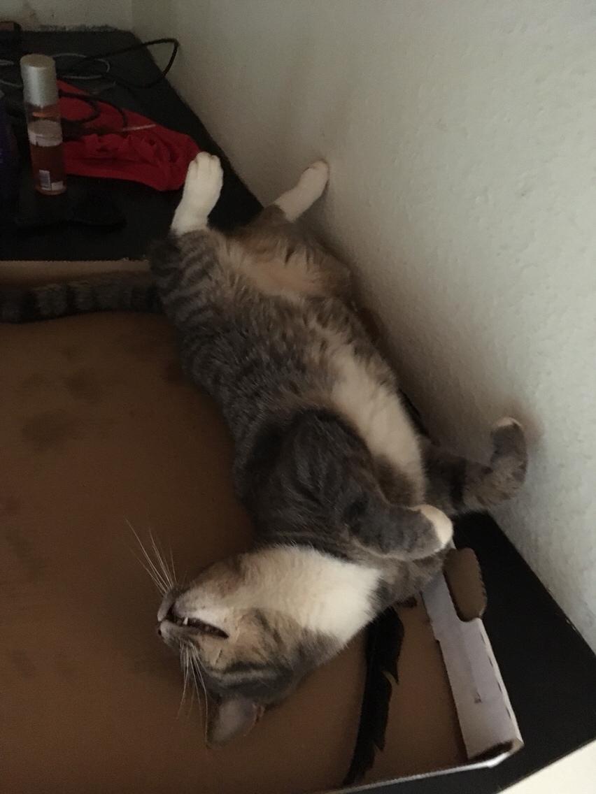 Huskat Etneb billede 23