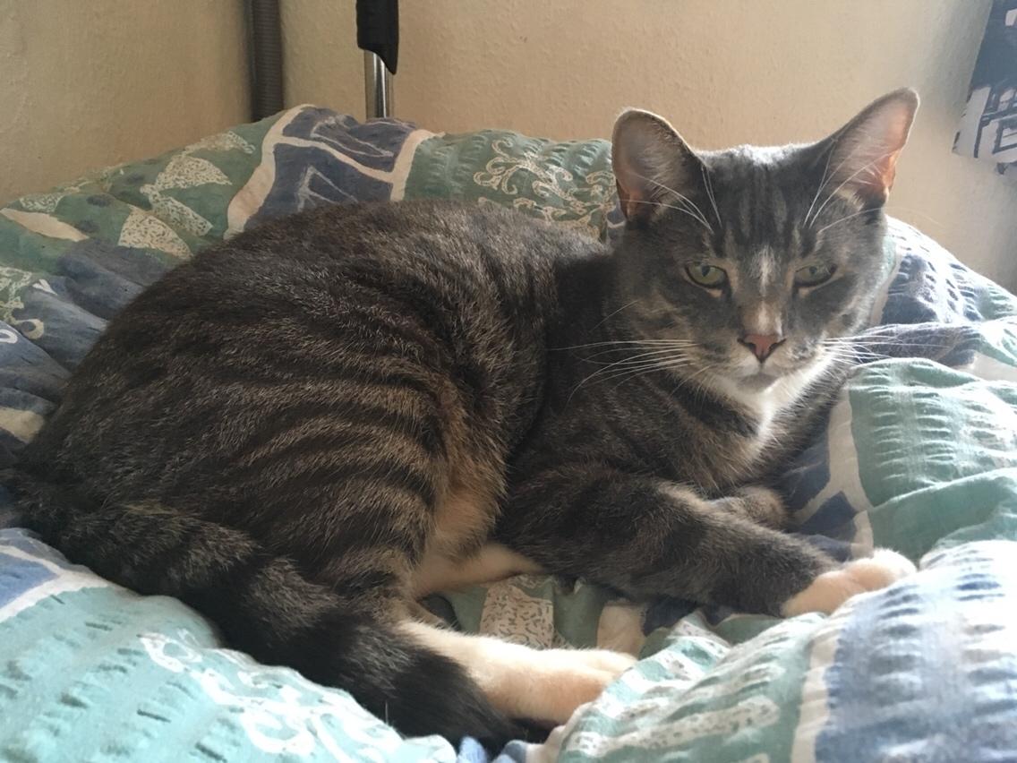 Huskat Etneb billede 26