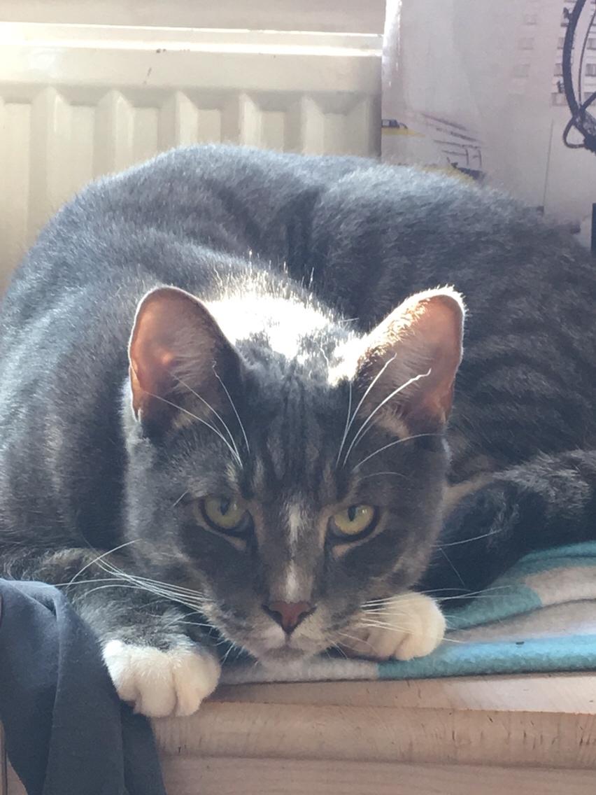 Huskat Etneb billede 28