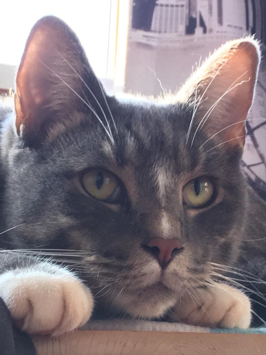 Huskat Etneb billede 27