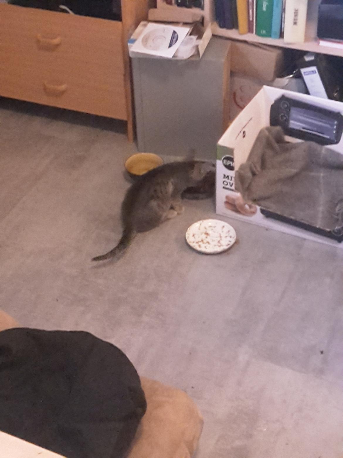 Huskat Miv billede 6