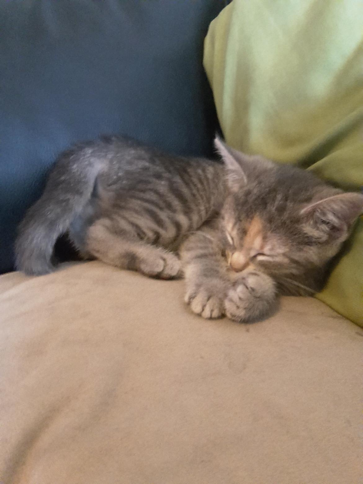 Huskat Miv billede 1