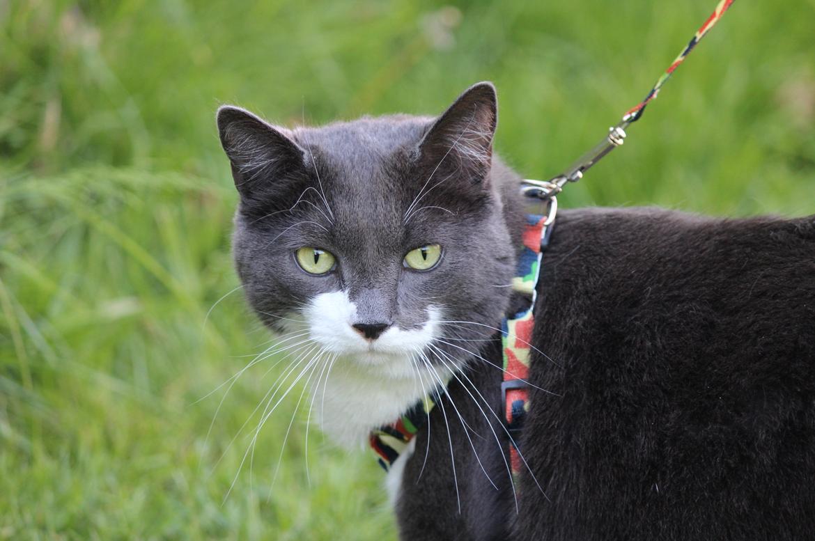 Blanding af racer Harley - Juni 2017 billede 24