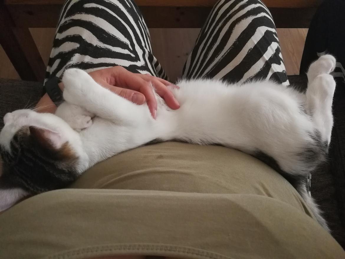 Blanding af racer Kowo billede 6