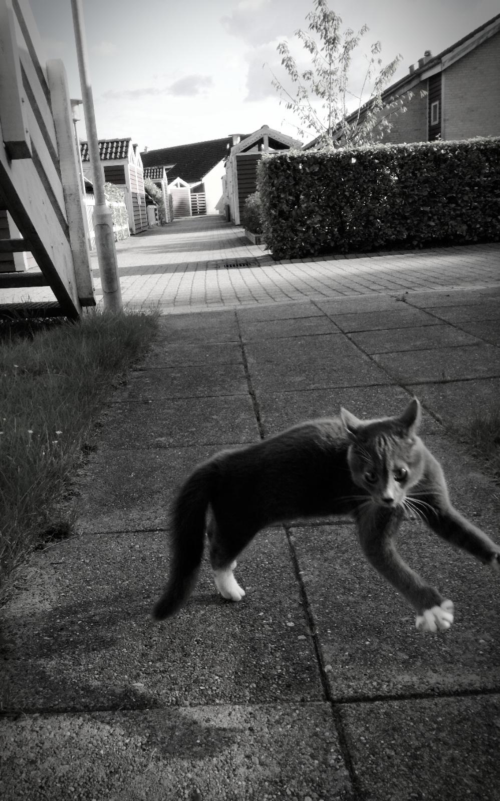 Blanding af racer Mufasa - "attack, attack, attack!!" billede 21