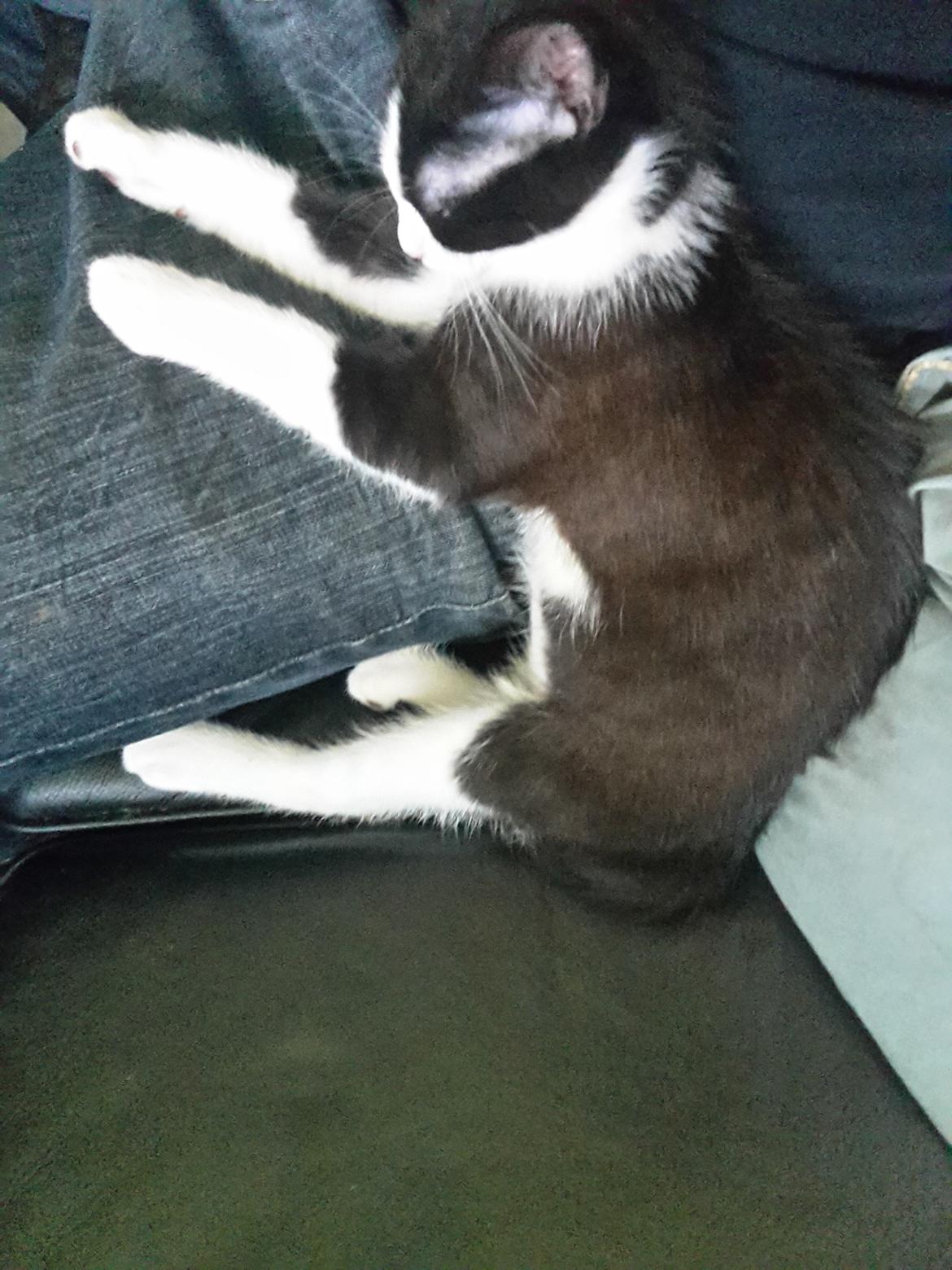 Huskat Mille billede 4