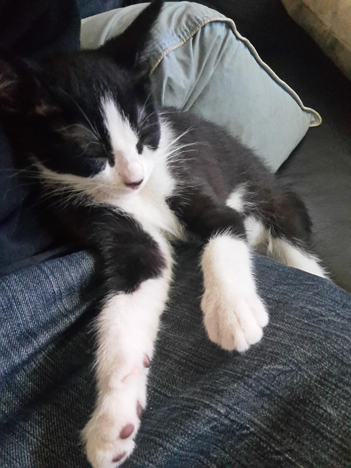 Huskat Mille billede 6