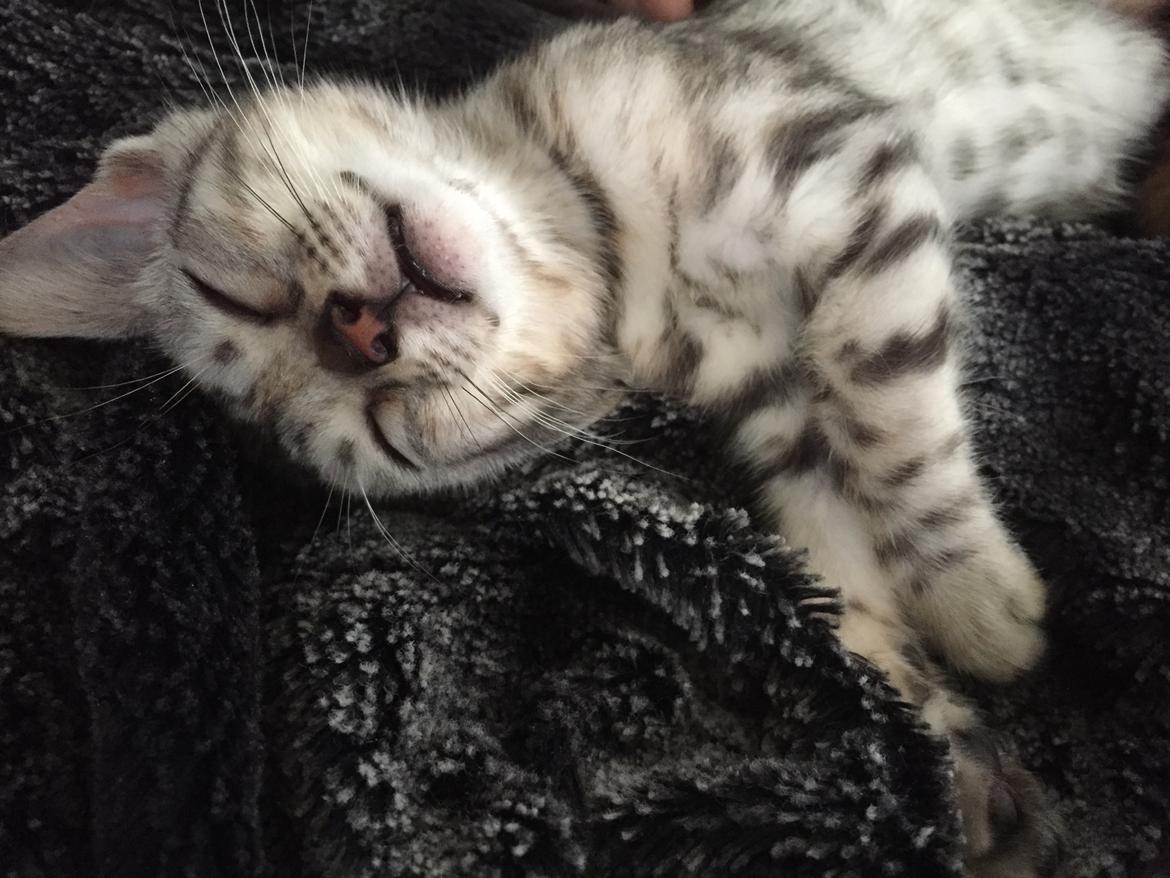 Bengal Shelby billede 1