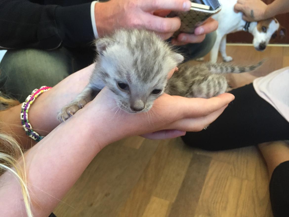 Bengal Shelby billede 2