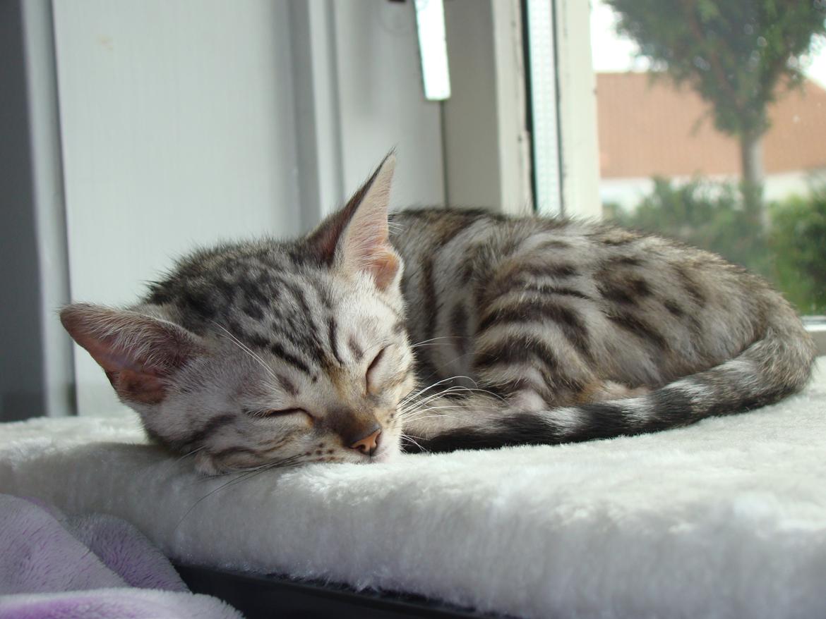 Bengal Shelby billede 4