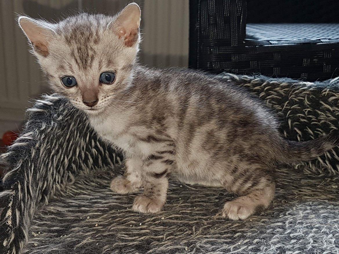 Bengal Shelby billede 3