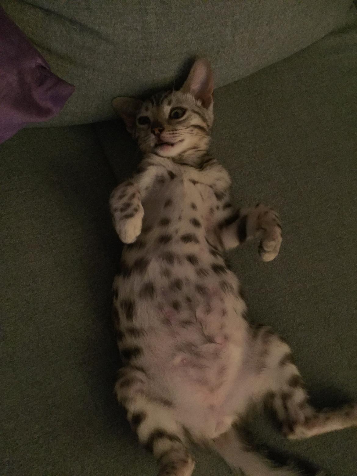 Bengal Shelby billede 6