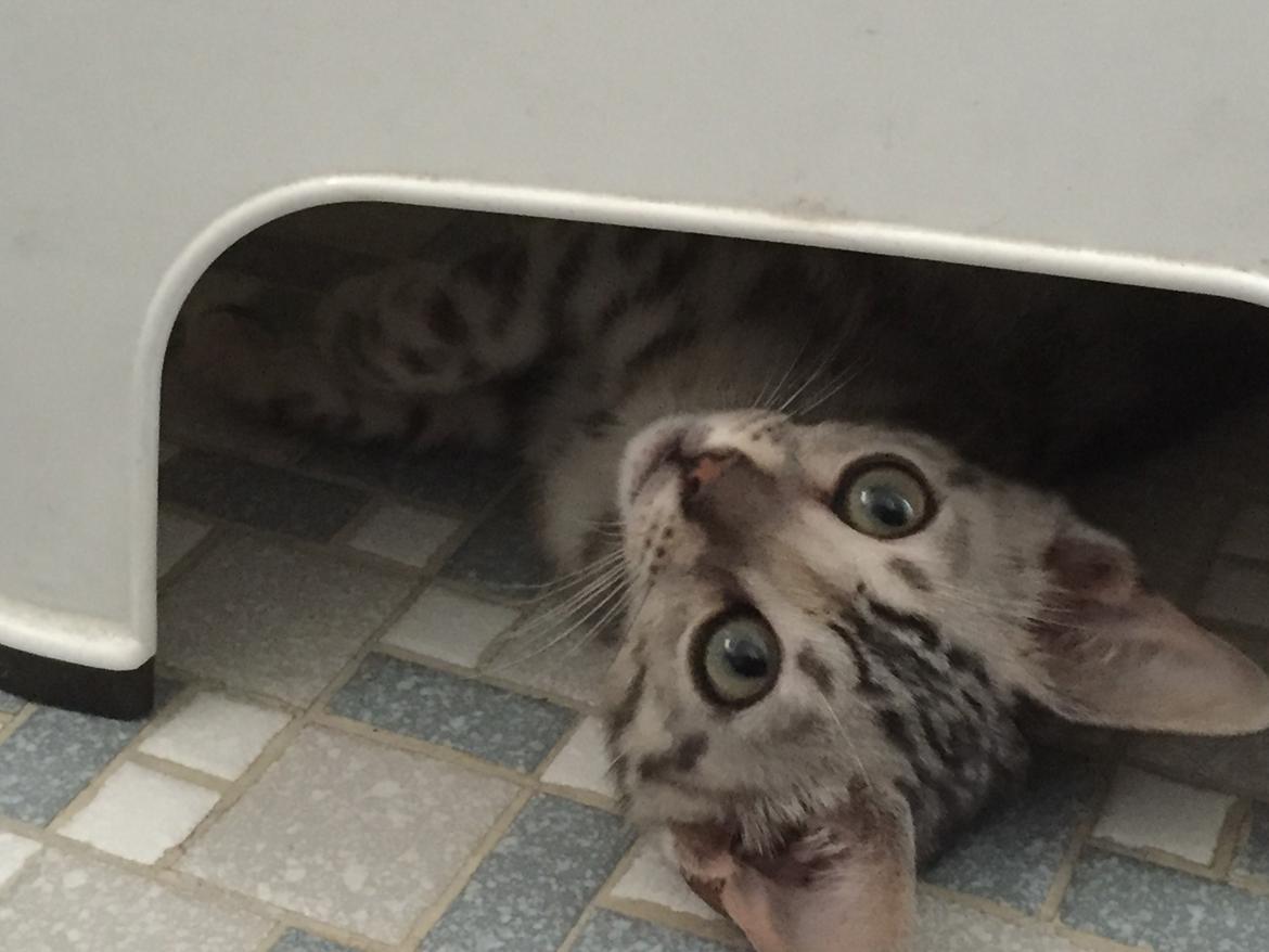 Bengal Shelby billede 5