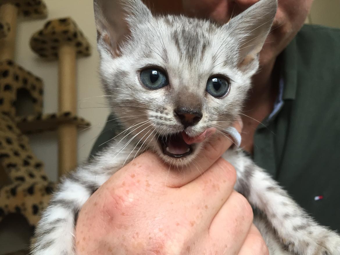 Bengal Shelby billede 7