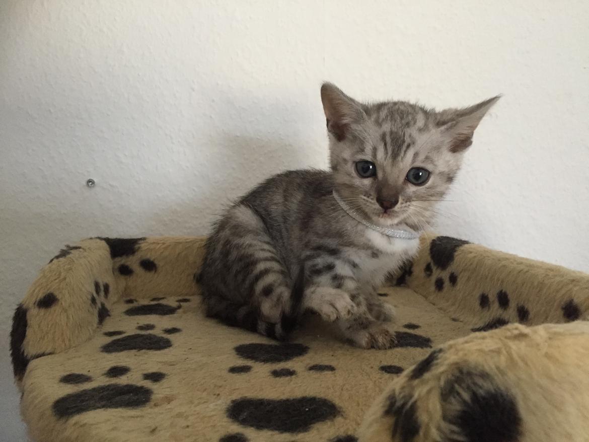 Bengal Shelby billede 8