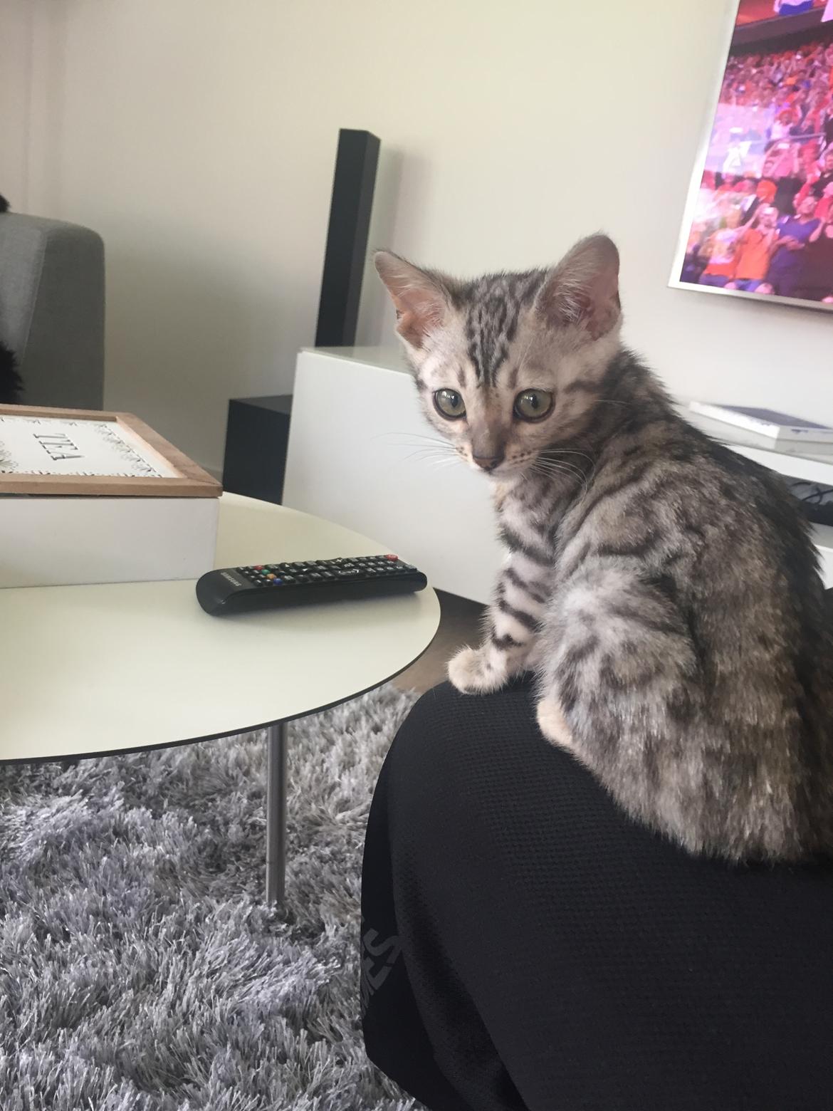 Bengal Shelby billede 10