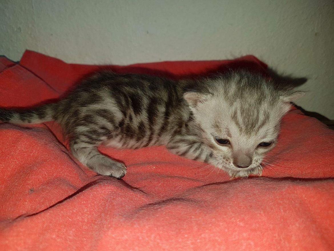 Bengal Shelby billede 11