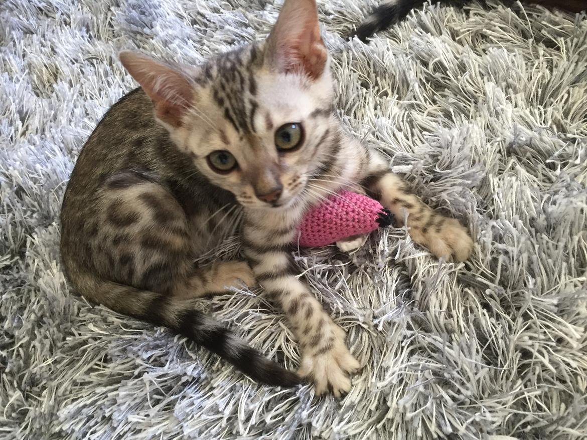 Bengal Shelby billede 9