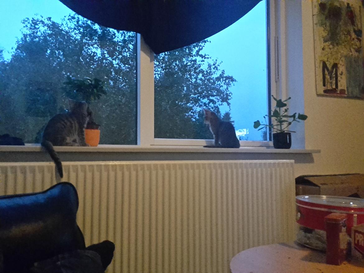 Huskat Miv billede 8