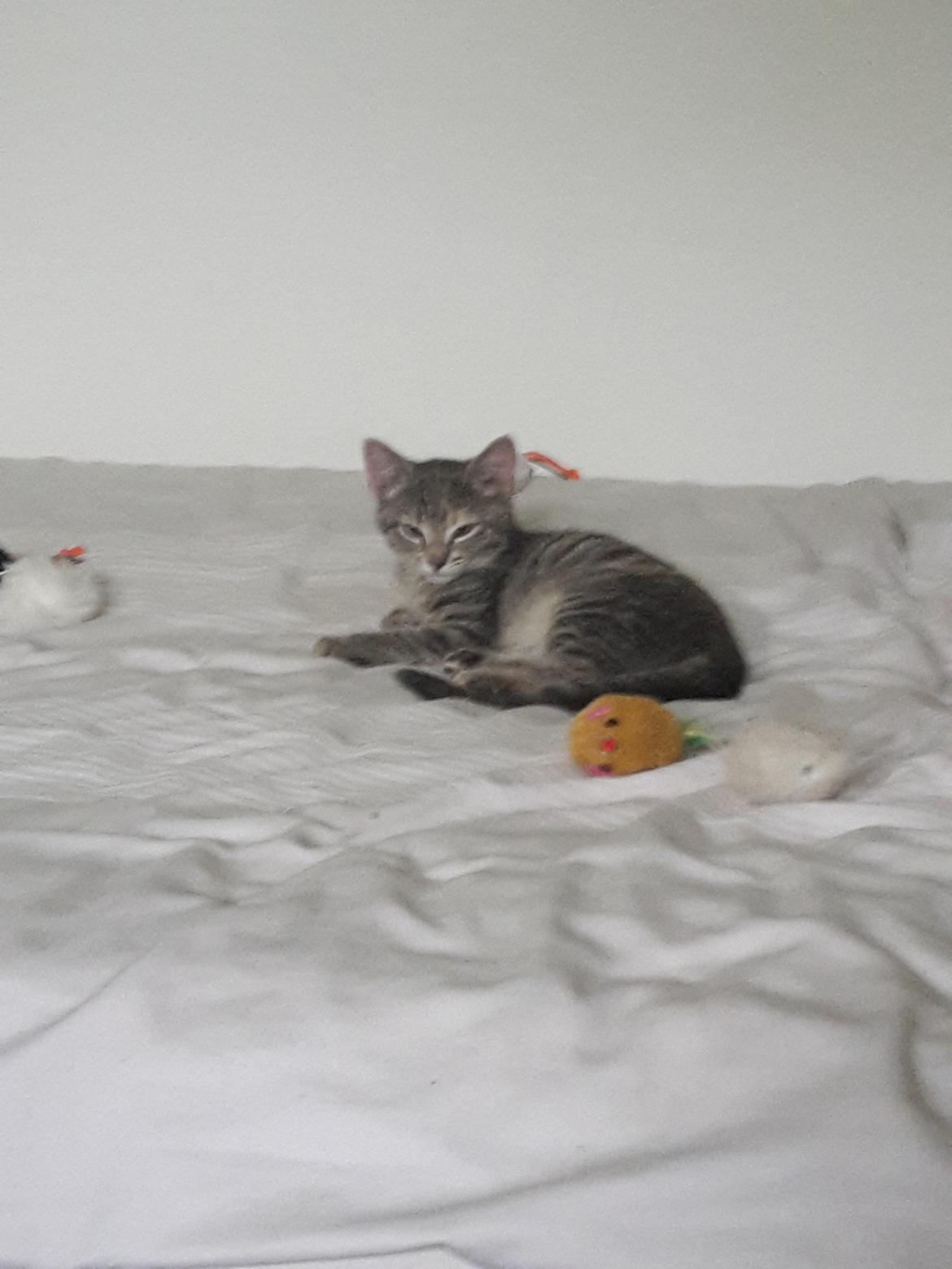 Huskat Mille billede 1