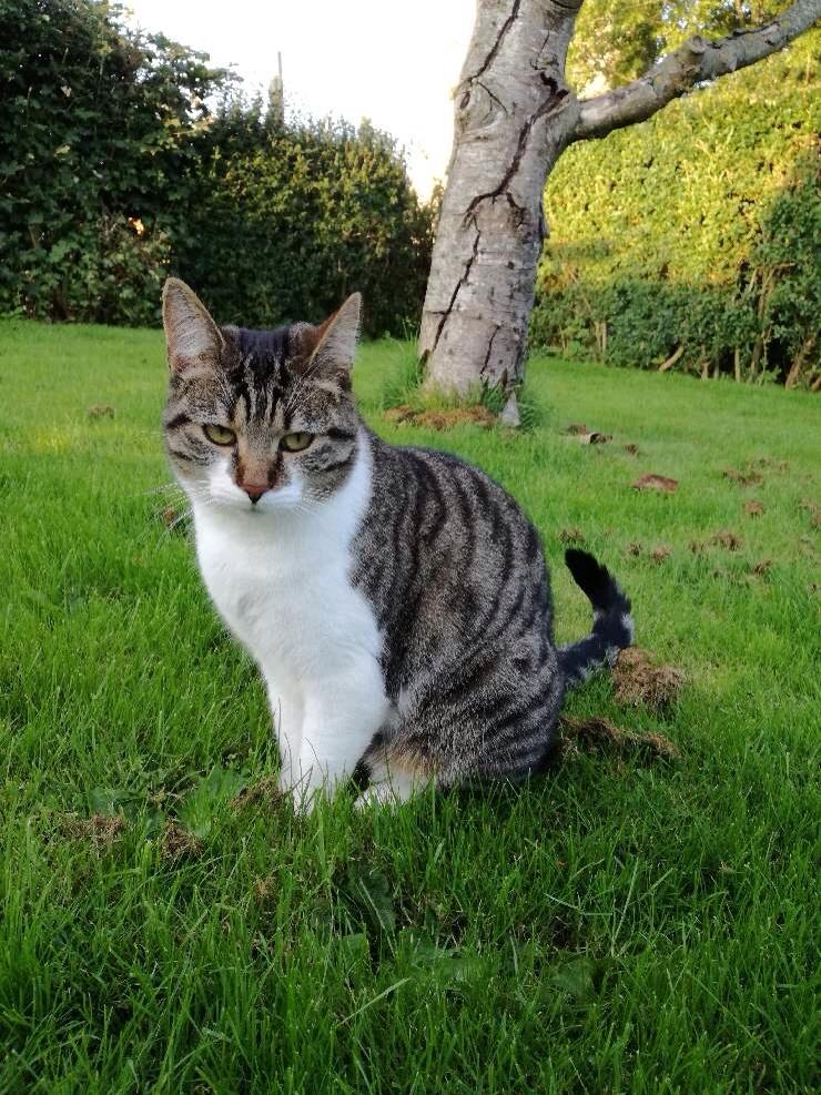 Huskat Mille billede 48