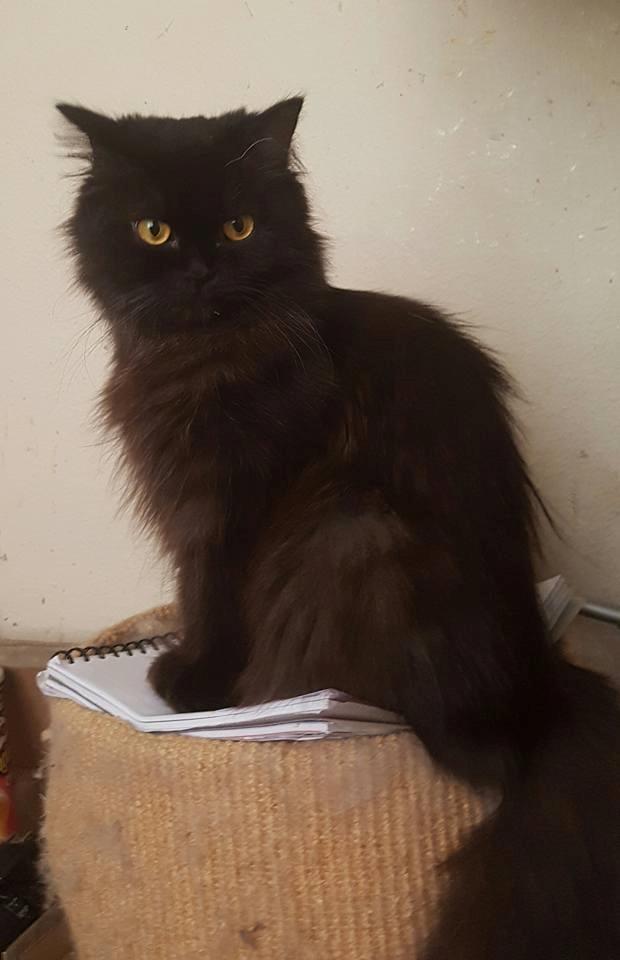 Selkirk Rex  Tzari Dark Dance, Himmel kat. billede 9